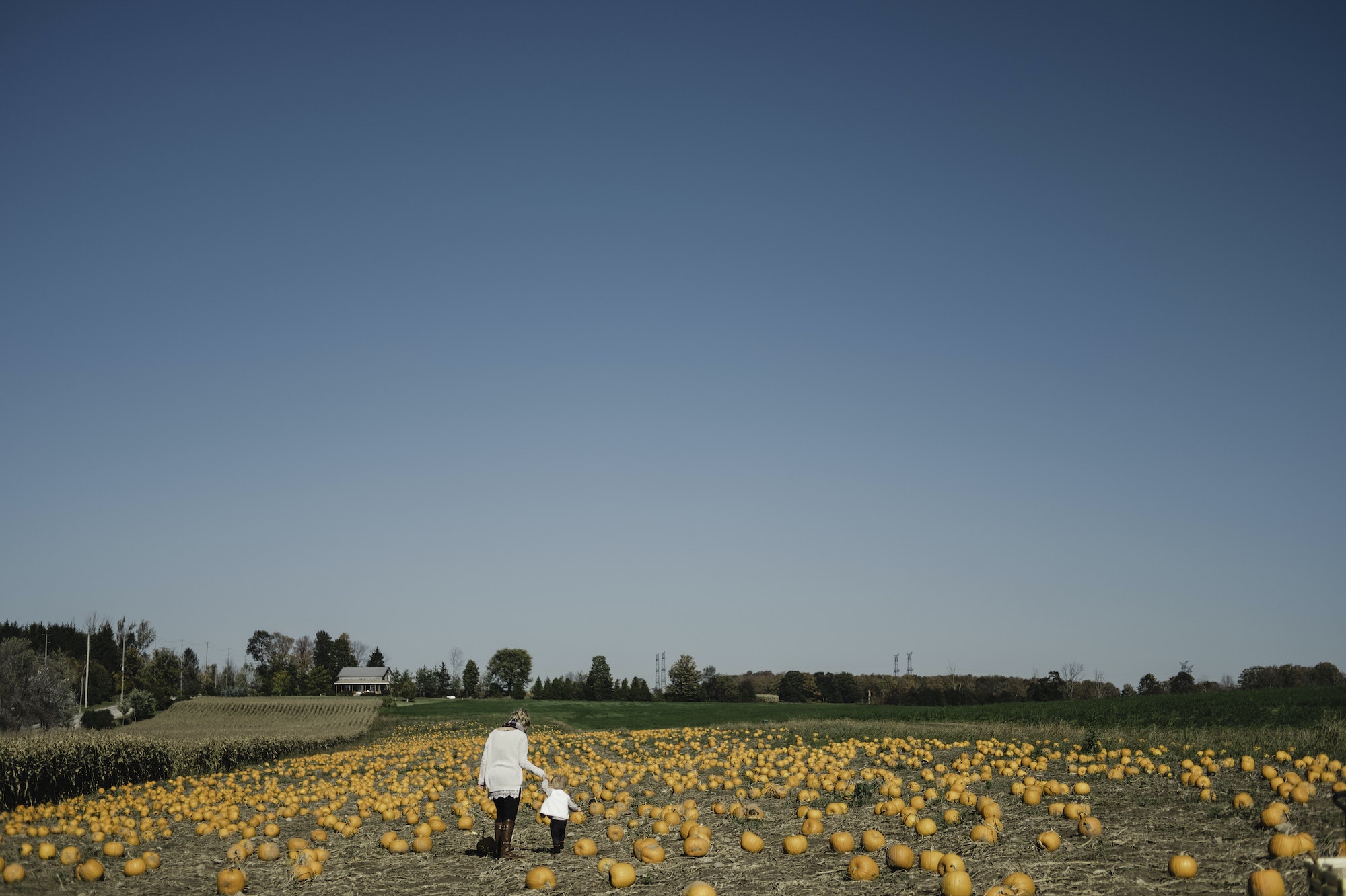 Mother and daughter in field of pumpkins, Oshawa, Canada, North America